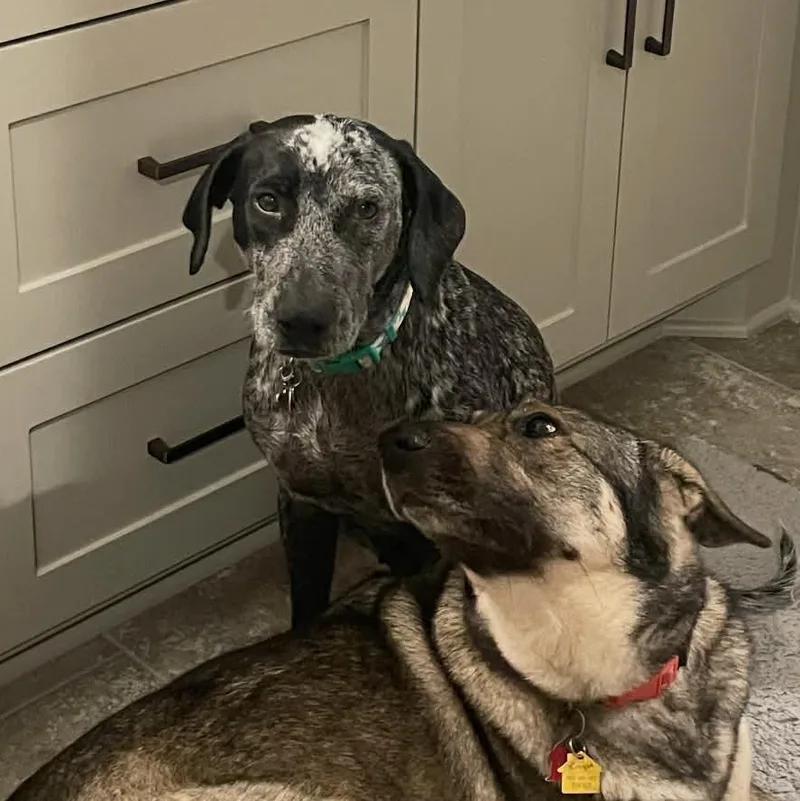 Daisy Bee thumbnail 3