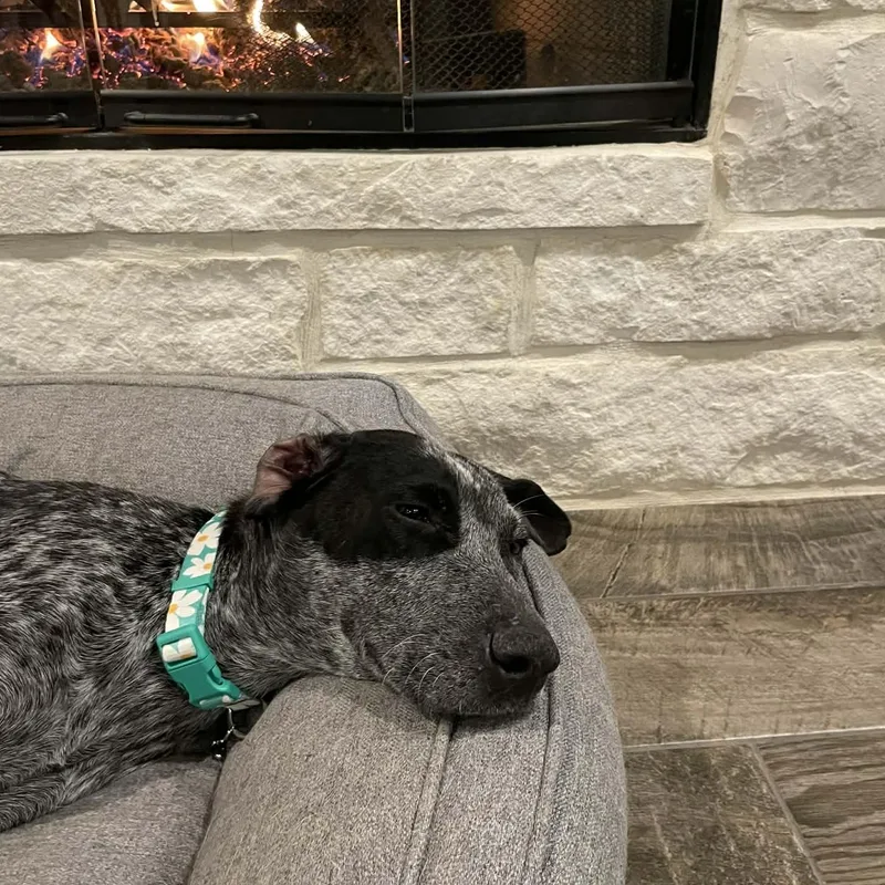 Daisy Bee thumbnail 4