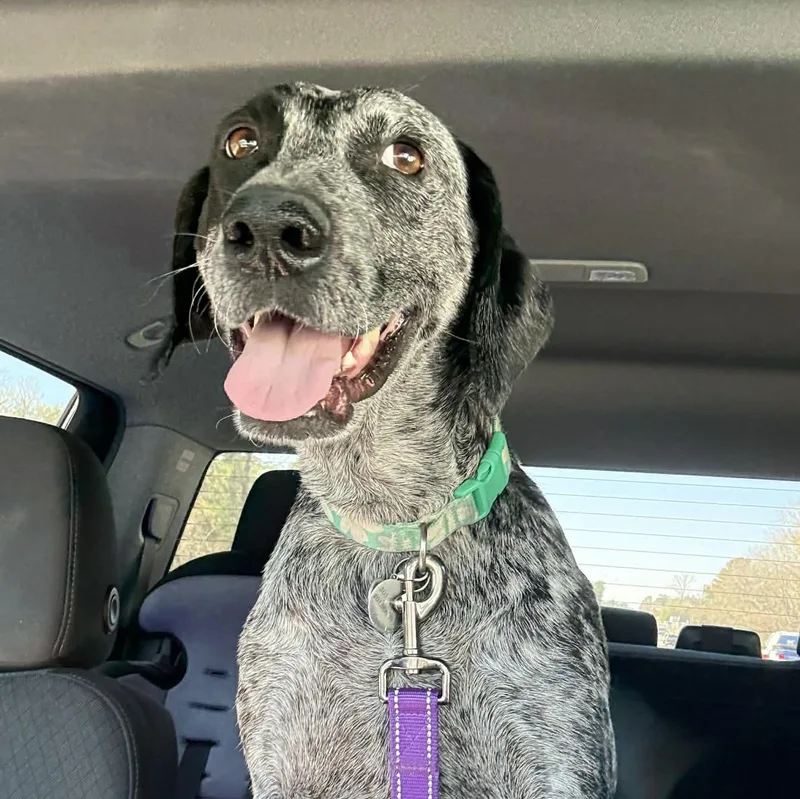 Daisy Bee thumbnail 5