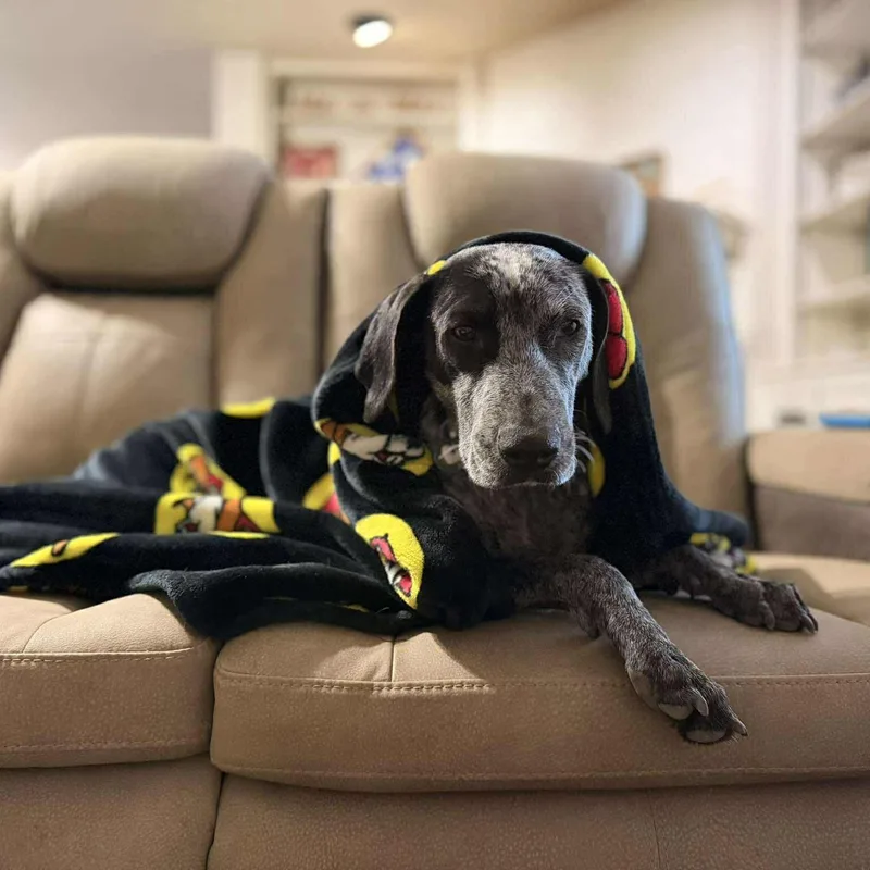 Daisy Bee thumbnail 6