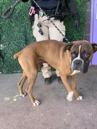 Roger Dodger Mcsnugglebug