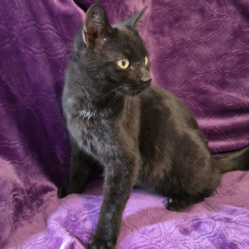 Black Bean thumbnail 2