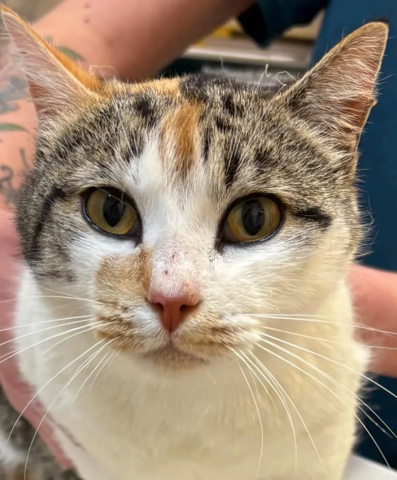 Carmello thumbnail 2