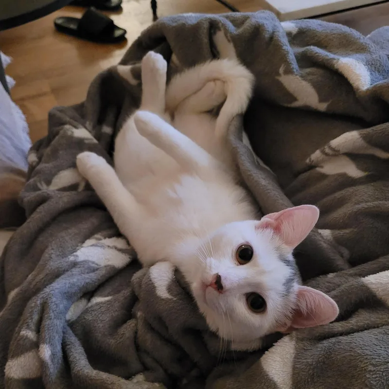 Flurry & Snowcap thumbnail 2