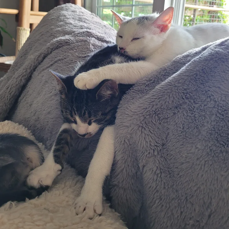 Flurry & Snowcap thumbnail 3