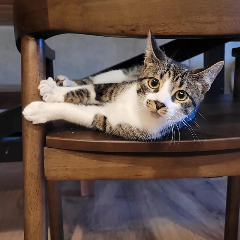 Flurry & Snowcap thumbnail 4