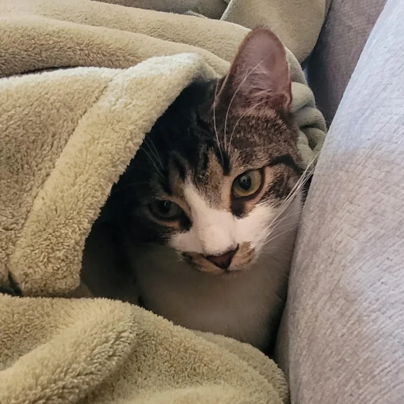 Flurry & Snowcap thumbnail 5