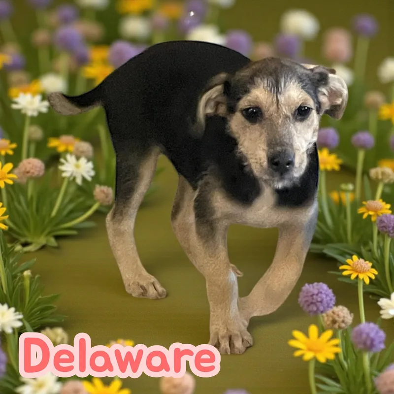 Delaware thumbnail 2