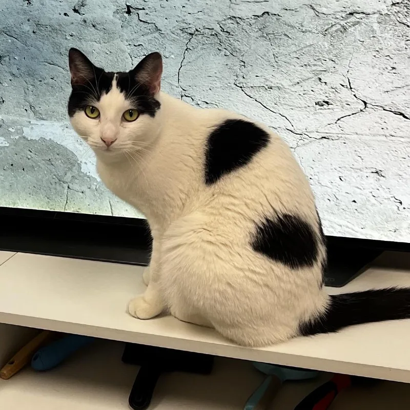 Mama Moo thumbnail 3