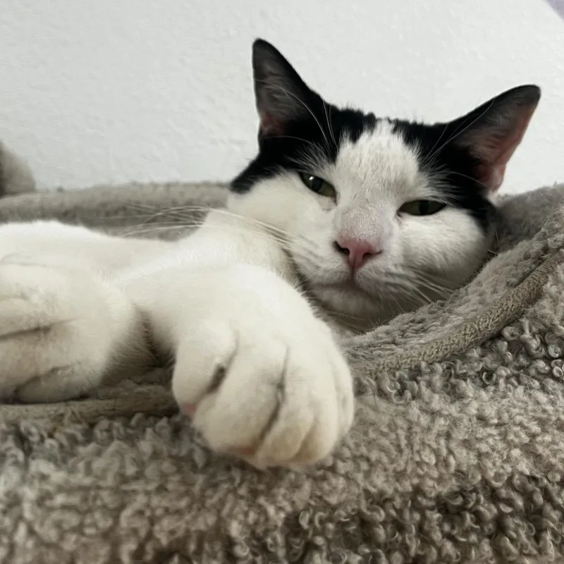 Mama Moo thumbnail 4