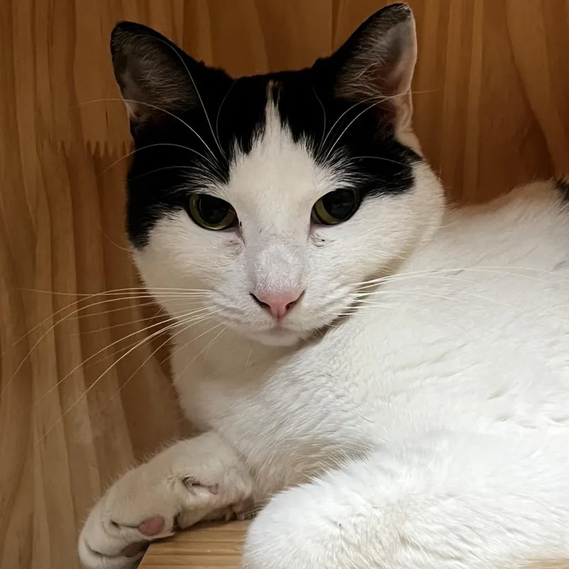 Mama Moo thumbnail 5