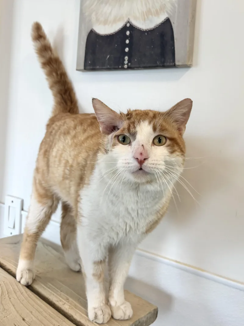 Ham Hock thumbnail 2