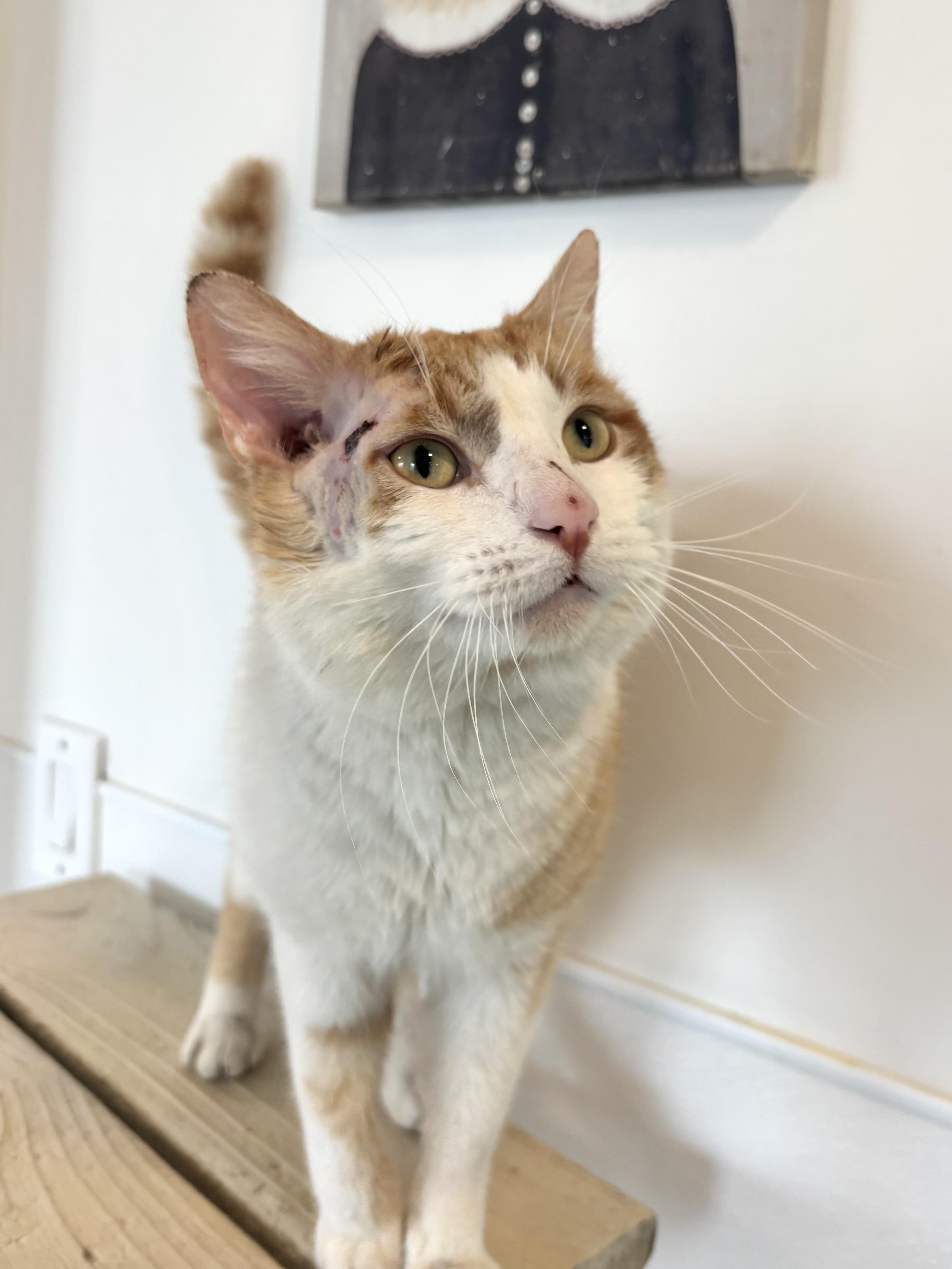 Ham Hock thumbnail 3