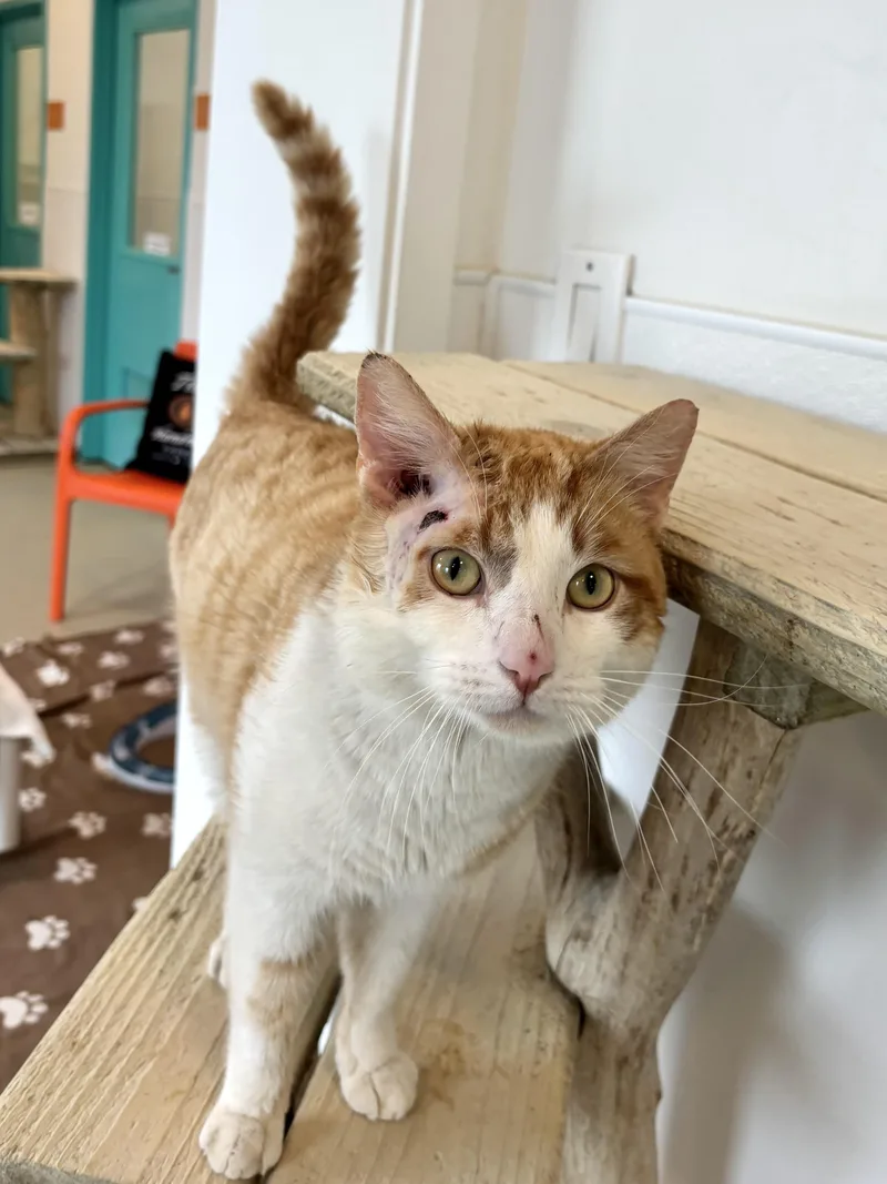 Ham Hock thumbnail 4