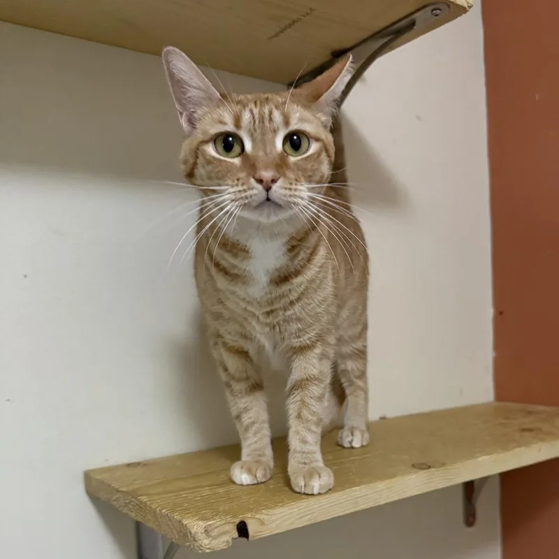 Ginny Weasley thumbnail 2