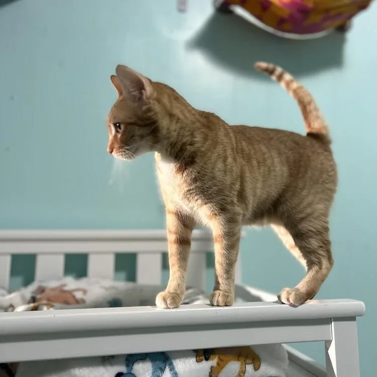 Ginny Weasley thumbnail 3