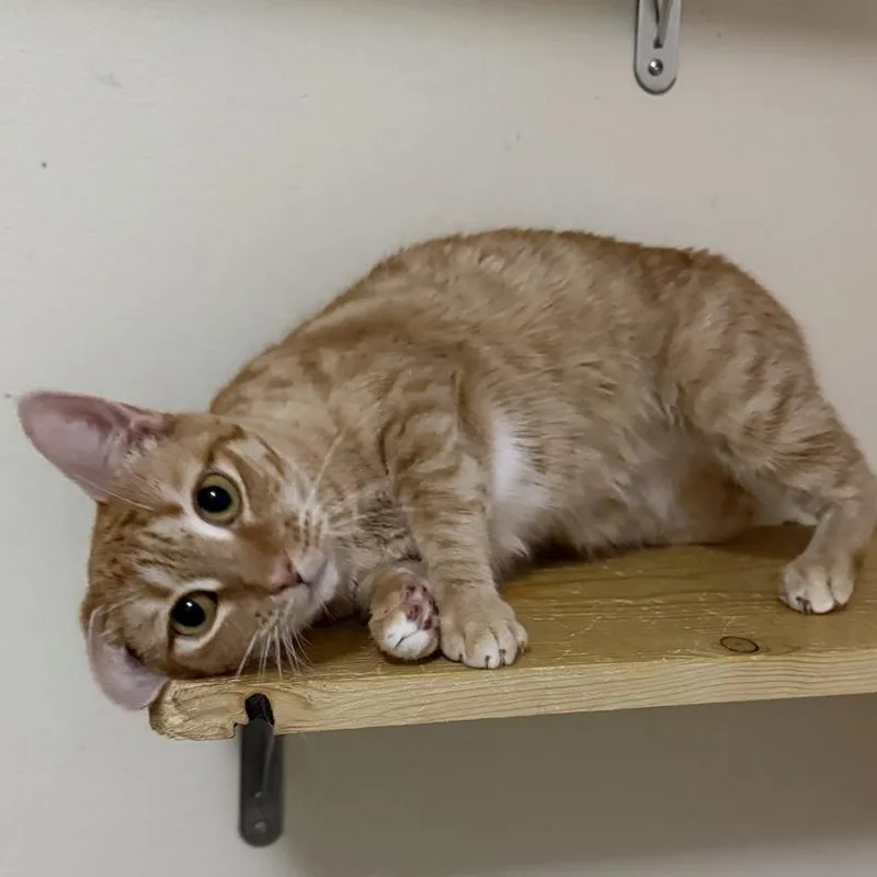 Ginny Weasley thumbnail 4