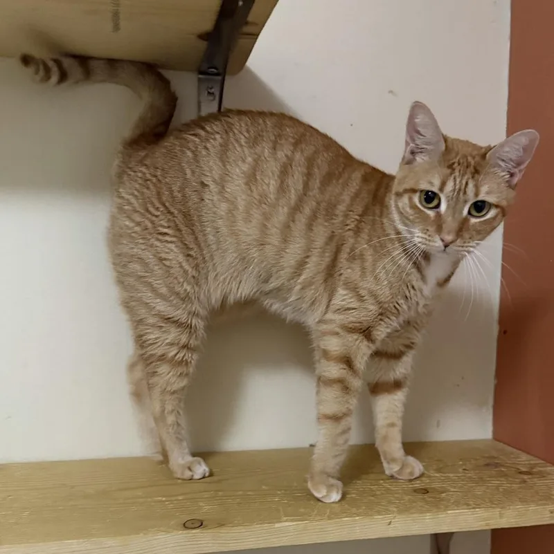 Ginny Weasley thumbnail 5