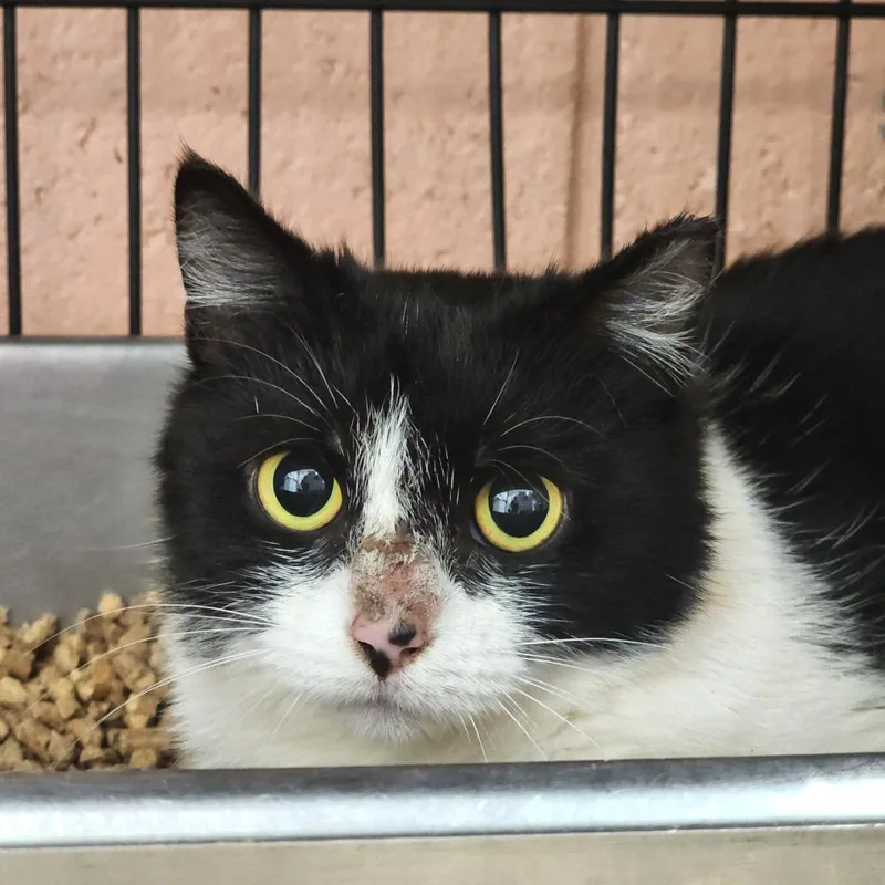 Valkyrie thumbnail 4