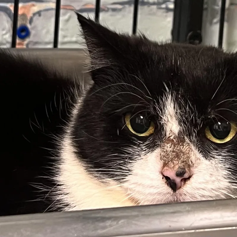 Valkyrie thumbnail 5