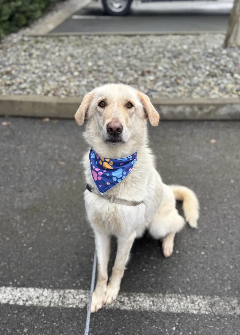 Peanut Butter thumbnail 2