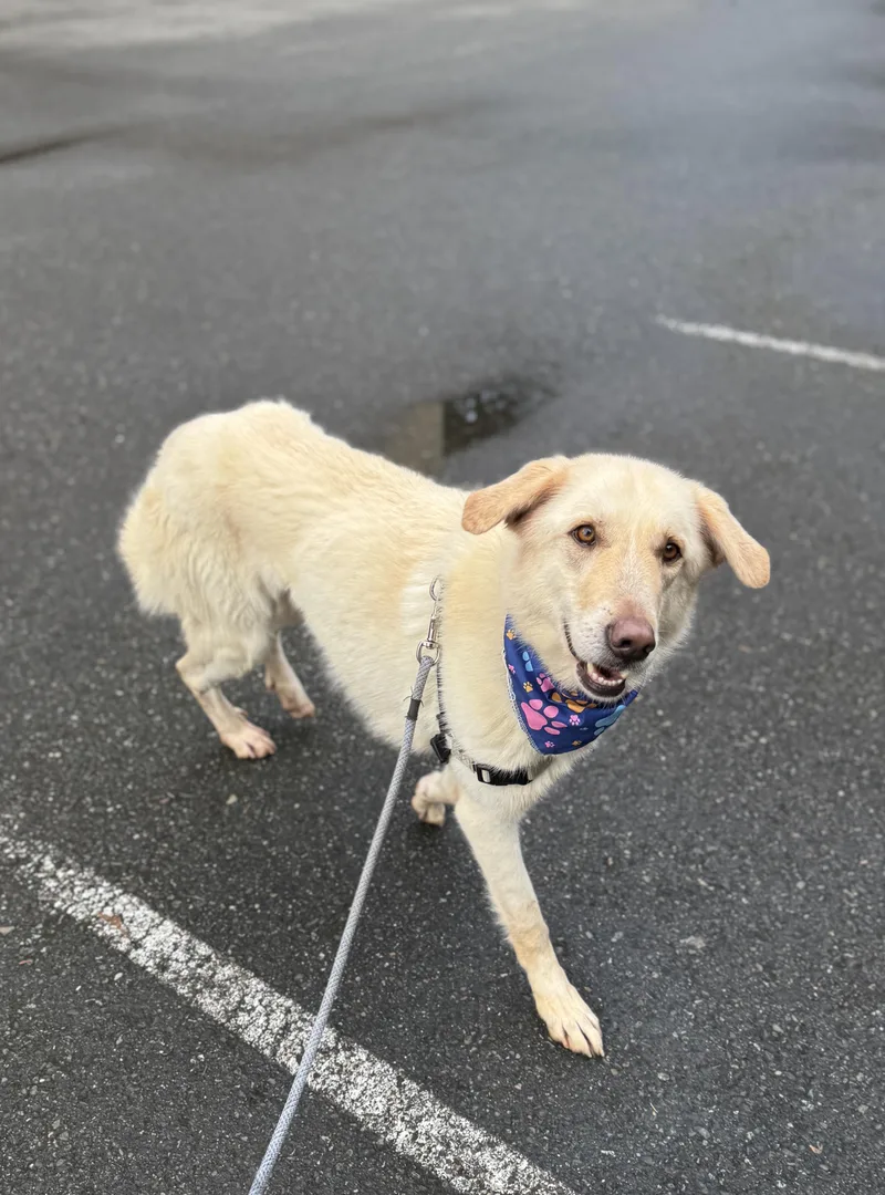 Peanut Butter thumbnail 3