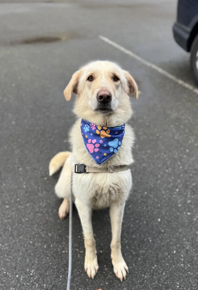 Peanut Butter thumbnail 4