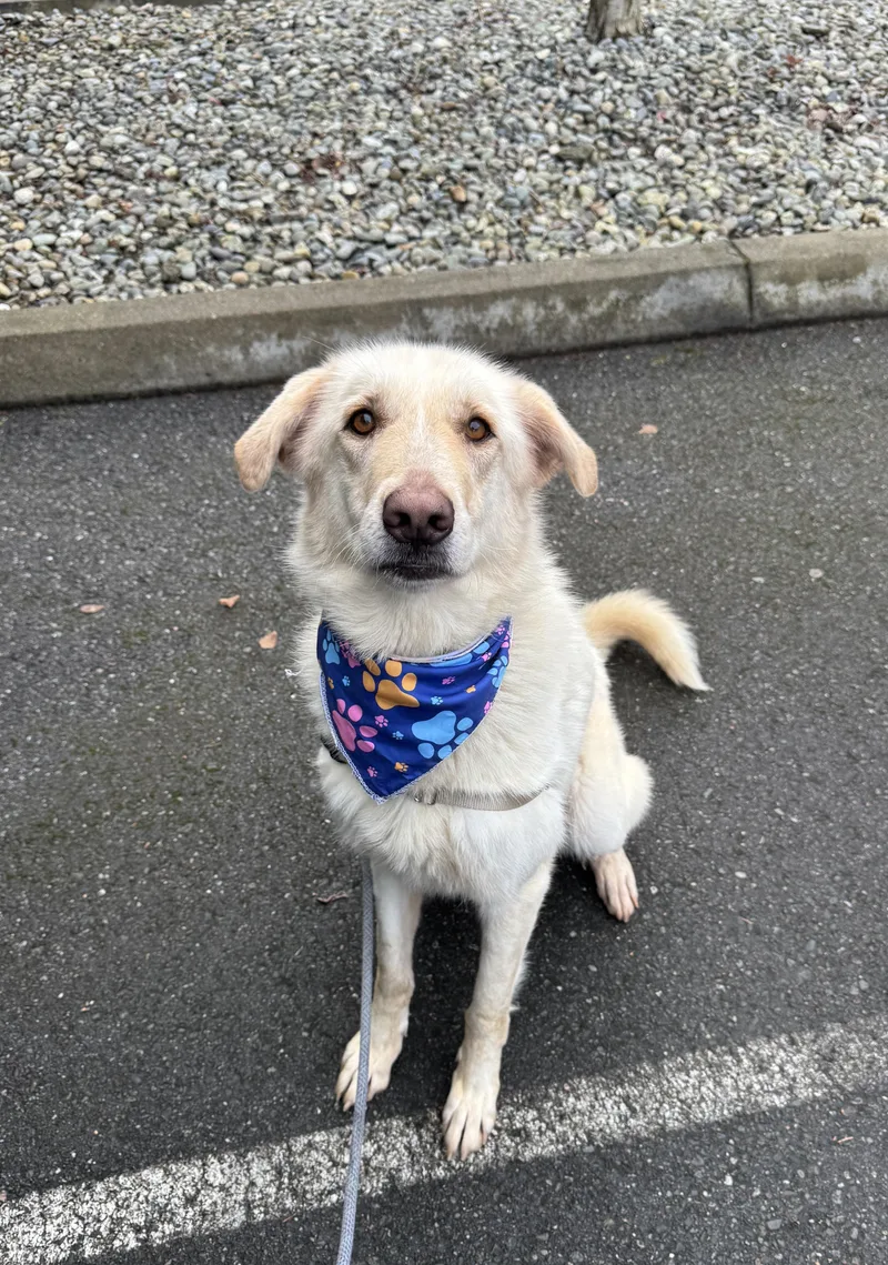 Peanut Butter thumbnail 5