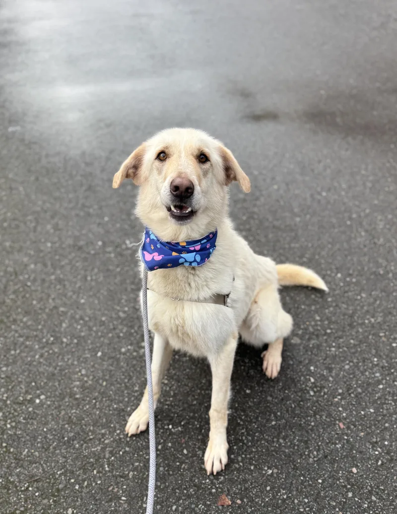 Peanut Butter thumbnail 6