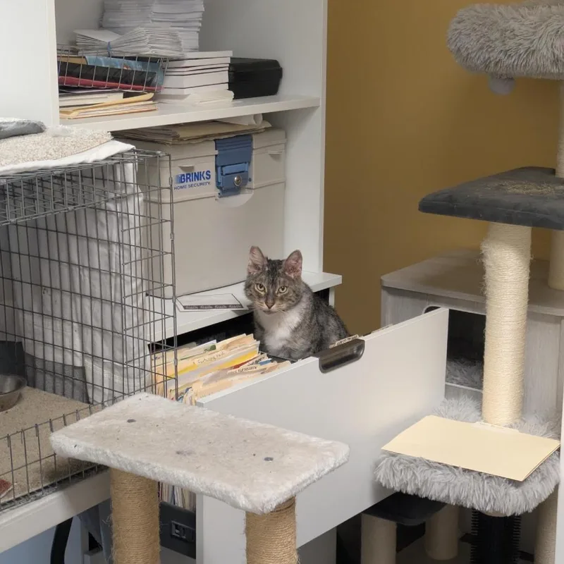 Ff: Cap'n Crunch thumbnail 2