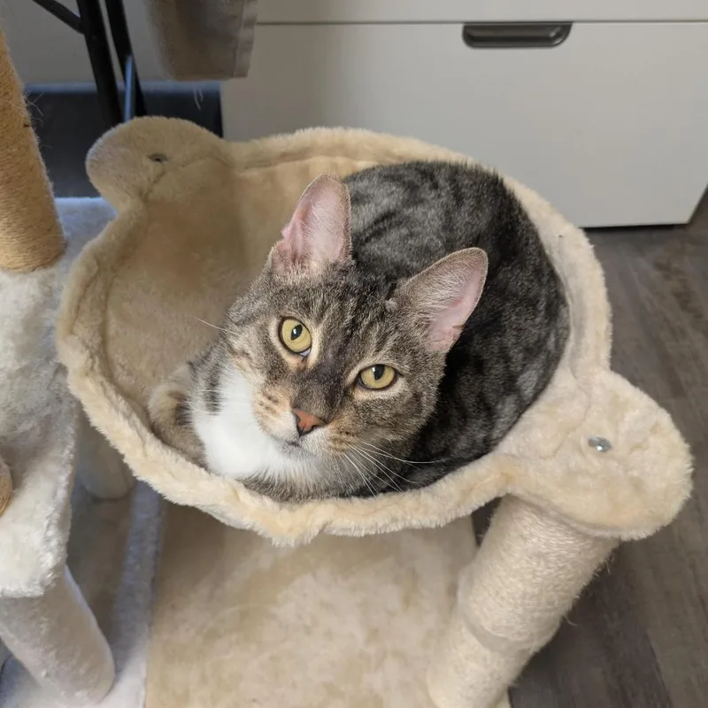 Ff: Cap'n Crunch thumbnail 3