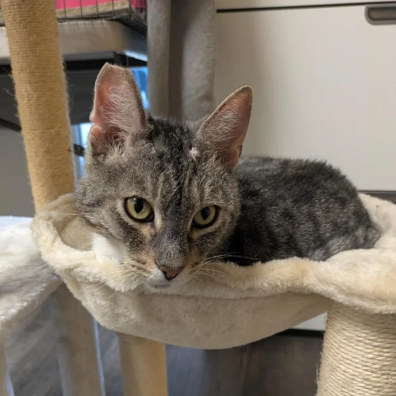 Ff: Cap'n Crunch thumbnail 4