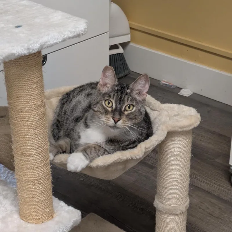 Ff: Cap'n Crunch thumbnail 6