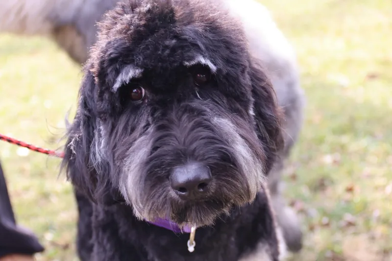 Gilda And Giselle thumbnail 6