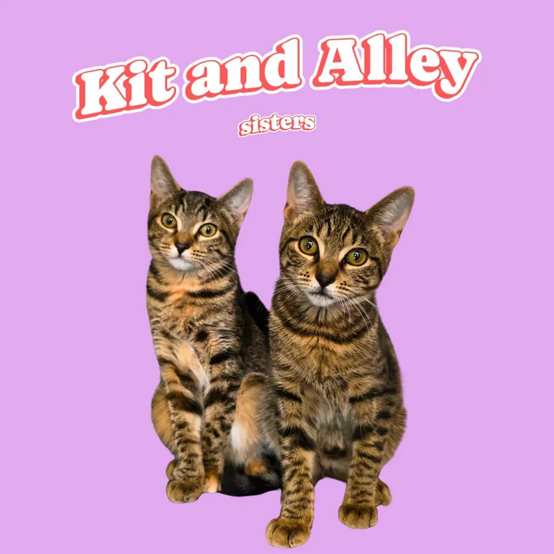 Kit And Alley