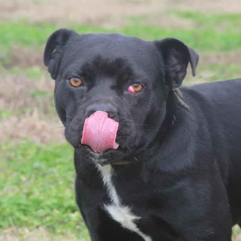 Lunabel S thumbnail 2