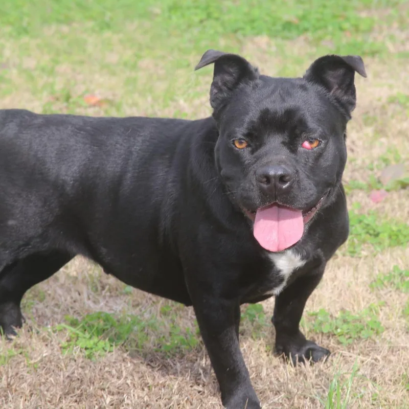 Lunabel S thumbnail 3