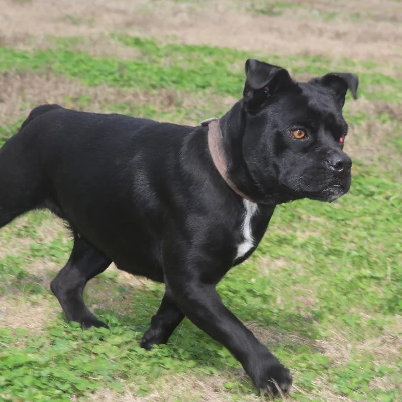 Lunabel S thumbnail 4