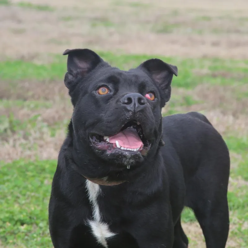 Lunabel S thumbnail 5