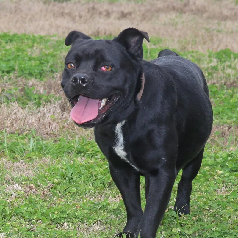 Lunabel S thumbnail 6