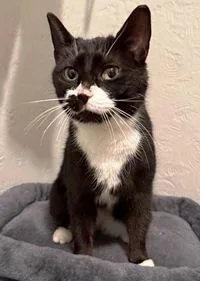 An adult medium-sized female Black & White / Tuxedo Domestic Short Hair cat named Winnie for adoption in Lebanon, PA