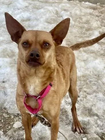 Little Roxie thumbnail 2