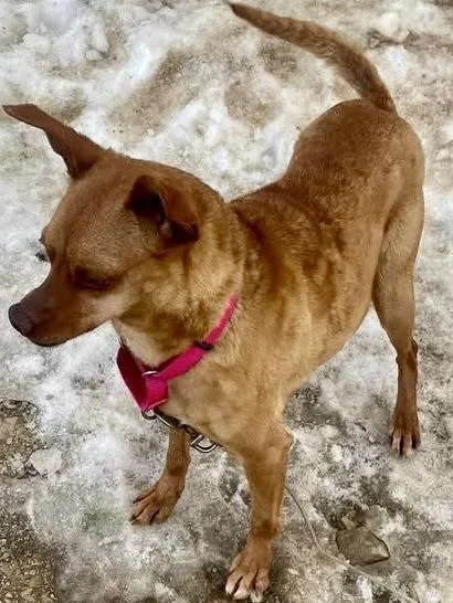 Little Roxie thumbnail 3