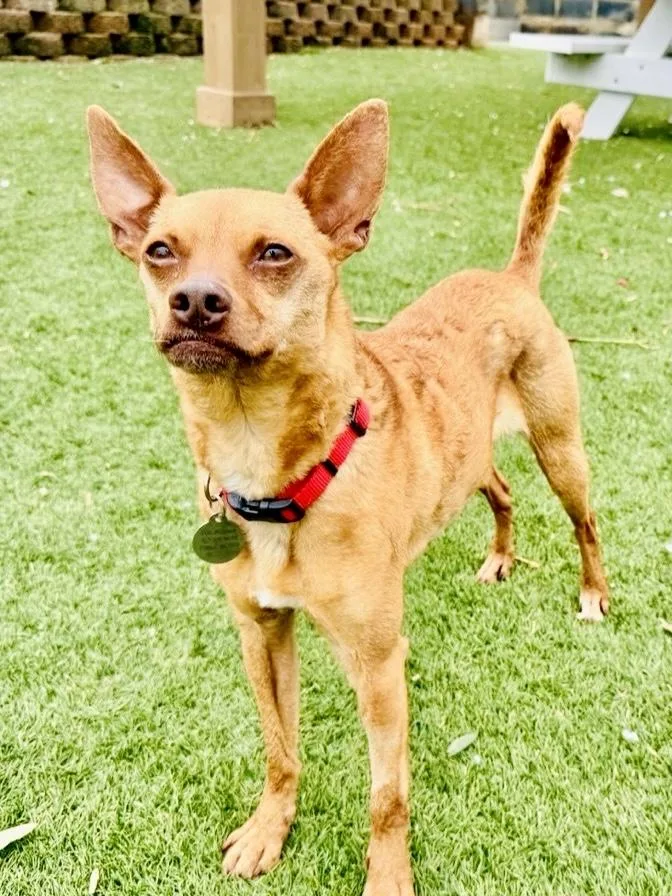 Little Roxie thumbnail 4