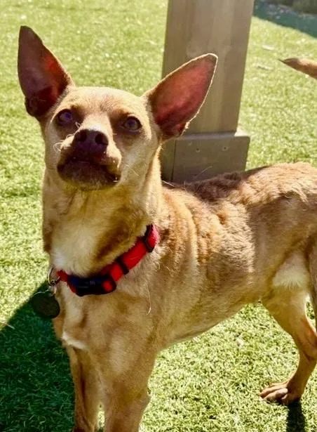 Little Roxie thumbnail 5