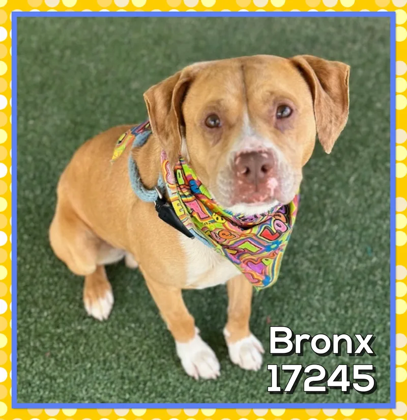 Bronx thumbnail 2