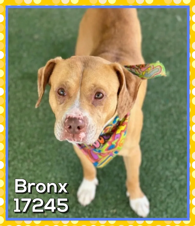 Bronx thumbnail 4