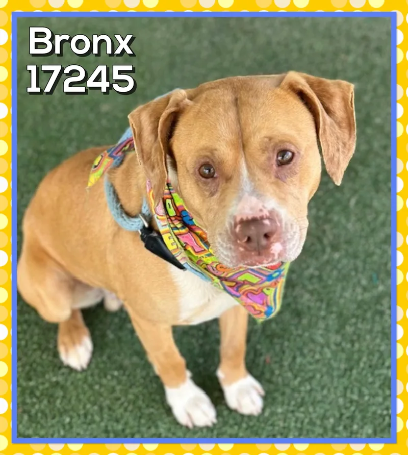 Bronx thumbnail 5