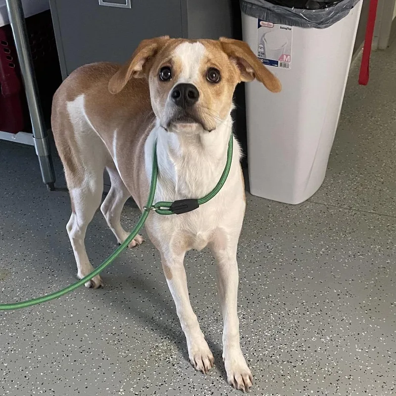 Buttercup thumbnail 3