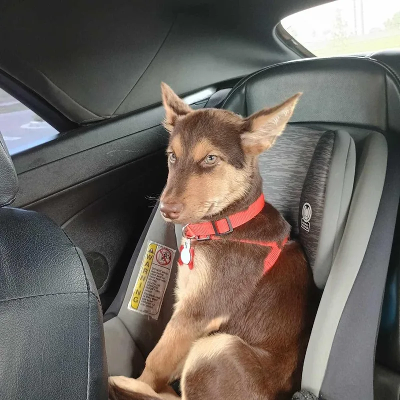 Justice Aka Ritzy thumbnail 3